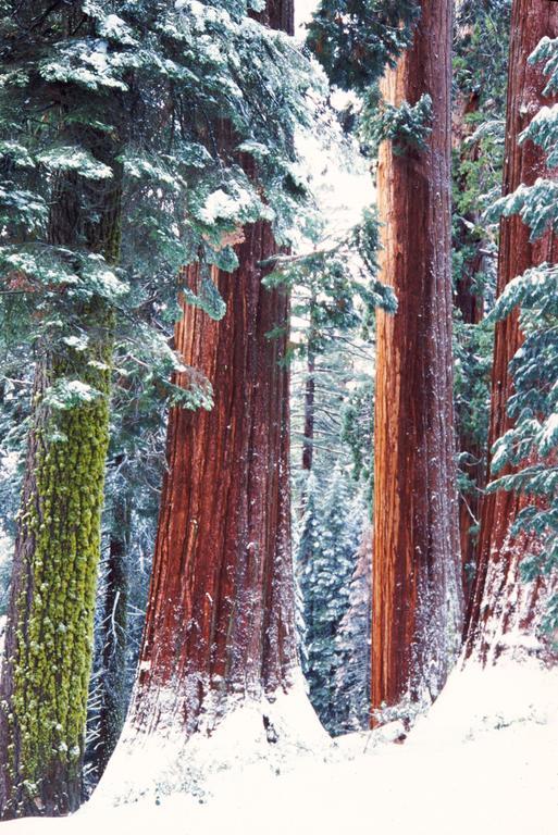 Montecito Sequoia Lodge Wilsonia المظهر الخارجي الصورة