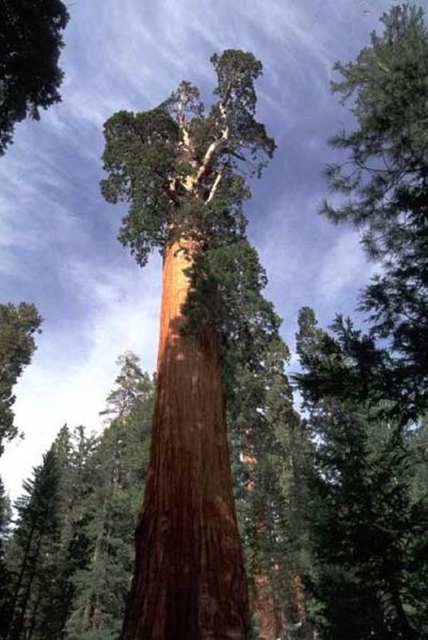 Montecito Sequoia Lodge Wilsonia المظهر الخارجي الصورة